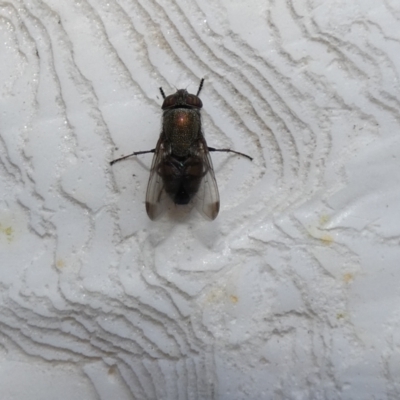 Stomorhina discolor (Snout fly) at McKellar, ACT - 12 Feb 2022 by Amata