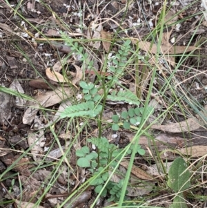 Indigofera adesmiifolia at Weston, ACT - 12 Feb 2022 10:07 PM