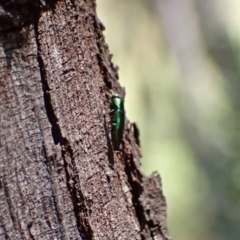 Melobasis sp. (genus) (Unidentified Melobasis jewel Beetle) at Murrumbateman, NSW - 12 Feb 2022 by SimoneC