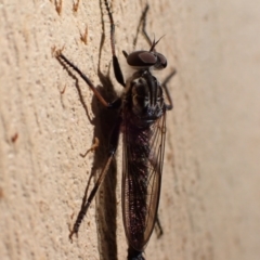 Cerdistus sp. (genus) (Slender Robber Fly) at Murrumbateman, NSW - 12 Feb 2022 by SimoneC