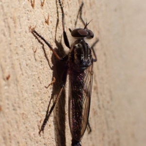 Cerdistus sp. (genus) at Murrumbateman, NSW - 12 Feb 2022