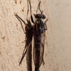 Cerdistus sp. (genus) (Yellow Slender Robber Fly) at Murrumbateman, NSW - 12 Feb 2022 by SimoneC