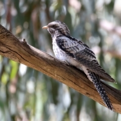 Cacomantis pallidus (Pallid Cuckoo) at Glenroy, NSW - 11 Feb 2022 by jb2602