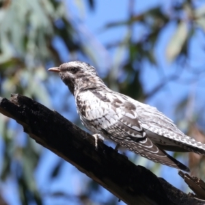 Cacomantis pallidus at Glenroy, NSW - 12 Feb 2022