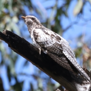 Cacomantis pallidus at Glenroy, NSW - 12 Feb 2022