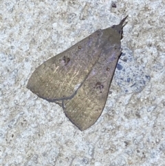 Rhapsa suscitatalis at Numeralla, NSW - suppressed