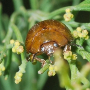 Paropsisterna cloelia at Cotter River, ACT - 8 Feb 2022