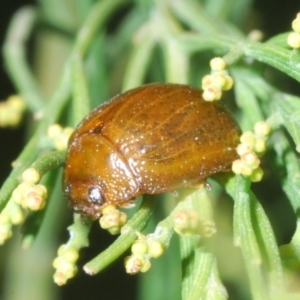 Paropsisterna cloelia at Cotter River, ACT - 8 Feb 2022