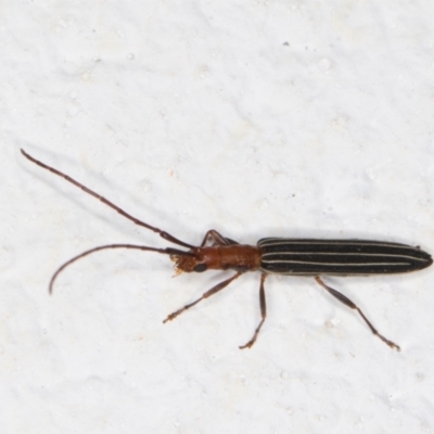 Syllitus rectus (Longhorn beetle) at Melba, ACT - 21 Dec 2021 by kasiaaus