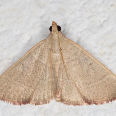 Ocrasa albidalis (A Pyralid moth) at Melba, ACT - 21 Dec 2021 by kasiaaus