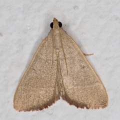 Ocrasa albidalis at Melba, ACT - 21 Dec 2021