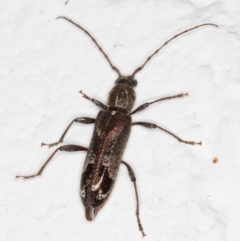 Phacodes personatus (Longhorn beetle) at Melba, ACT - 21 Dec 2021 by kasiaaus