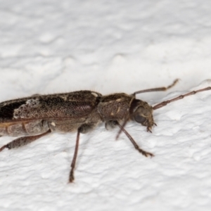 Phacodes personatus at Melba, ACT - 21 Dec 2021