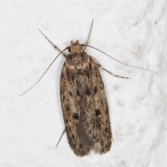 Hofmannophila pseudospretella (Brown House Moth) at Melba, ACT - 21 Dec 2021 by kasiaaus