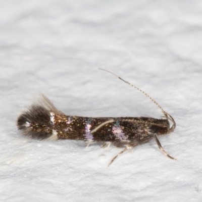 Stagmatophora argyrostrepta (A cosmet moth) at Melba, ACT - 21 Dec 2021 by kasiaaus