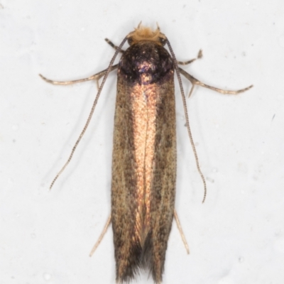 Tineidae (family) (Clothes moths (Tineidae)) at Melba, ACT - 21 Dec 2021 by kasiaaus