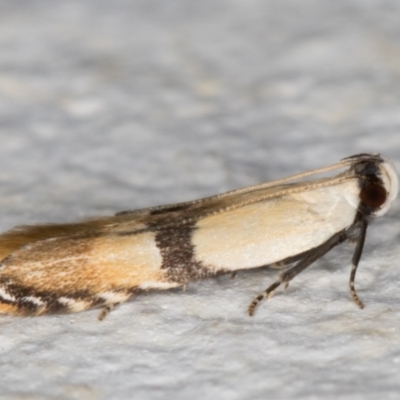 Ardozyga desmatra (A Gelechioid moth) at Melba, ACT - 21 Dec 2021 by kasiaaus