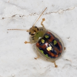 Paropsisterna annularis at Melba, ACT - 23 Dec 2021