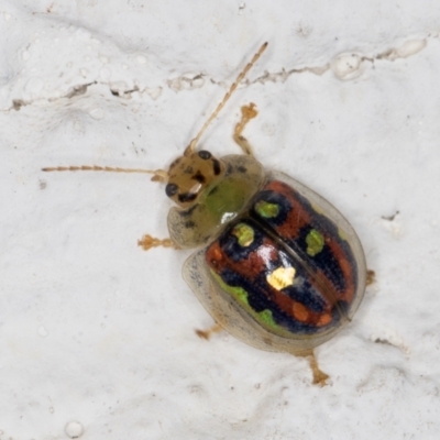 Paropsisterna annularis (A leaf beetle) at Melba, ACT - 23 Dec 2021 by kasiaaus