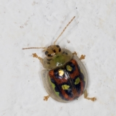 Paropsisterna annularis at Melba, ACT - 23 Dec 2021