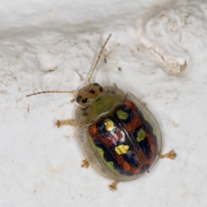 Paropsisterna annularis at Melba, ACT - 23 Dec 2021