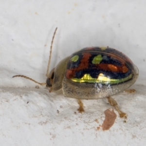 Paropsisterna annularis at Melba, ACT - 23 Dec 2021