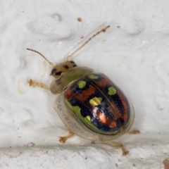 Paropsisterna annularis at Melba, ACT - 23 Dec 2021