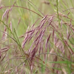 Bromus diandrus (Great Brome) at WREN Reserves - 14 Nov 2021 by KylieWaldon