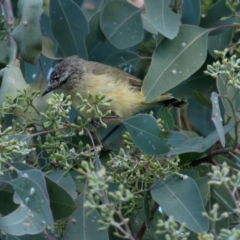 Acanthiza chrysorrhoa (Yellow-rumped Thornbill) at Lyneham, ACT - 12 Feb 2022 by RobertD