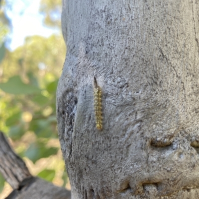 Uraba lugens (Gumleaf Skeletonizer) at O'Connor, ACT - 11 Feb 2022 by 1pepsiman