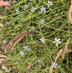 Isotoma fluviatilis subsp. australis (Swamp Isotome) at Bruce, ACT - 13 Feb 2022 by Jenny54