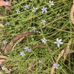 Isotoma fluviatilis subsp. australis (Swamp Isotome) at Bruce, ACT - 12 Feb 2022 by Jenny54
