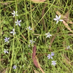 Isotoma fluviatilis subsp. australis at Bruce, ACT - 13 Feb 2022