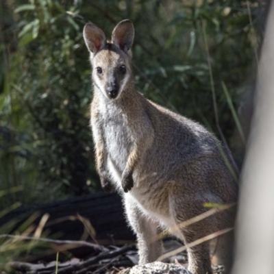 Notamacropus rufogriseus (Red-necked Wallaby) at Namadgi National Park - 11 Feb 2022 by WarrenRowland