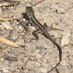 Amphibolurus muricatus (Jacky Lizard) at Jervis Bay National Park - 12 Feb 2022 by AnneG1