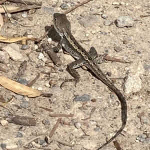 Amphibolurus muricatus at Vincentia, NSW - 12 Feb 2022 04:01 PM