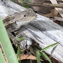 Amphibolurus muricatus at Vincentia, NSW - 12 Feb 2022 04:01 PM