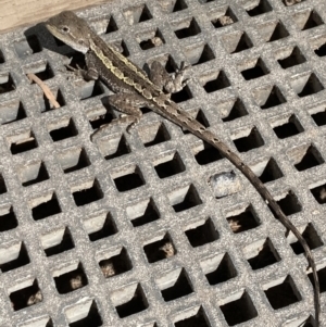 Amphibolurus muricatus at Vincentia, NSW - 12 Feb 2022 04:01 PM