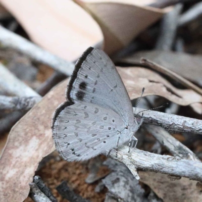 Erina hyacinthina (Varied Dusky-blue) at Dryandra St Woodland - 12 Feb 2022 by ConBoekel