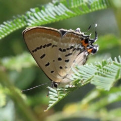 Jalmenus ictinus (Stencilled Hairstreak) at Dryandra St Woodland - 12 Feb 2022 by ConBoekel