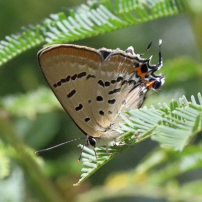 Jalmenus ictinus (Stencilled Hairstreak) at O'Connor, ACT - 12 Feb 2022 by ConBoekel