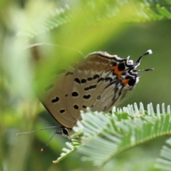 Jalmenus ictinus at O'Connor, ACT - 12 Feb 2022 03:07 PM