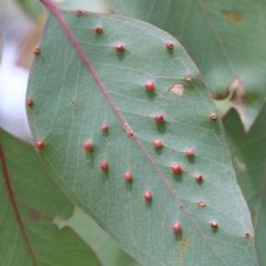 Unidentified Eucalyptus Gall at O'Connor, ACT - 12 Feb 2022 by ConBoekel