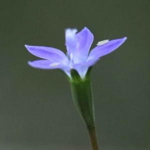 Wahlenbergia sp. at O'Connor, ACT - 12 Feb 2022