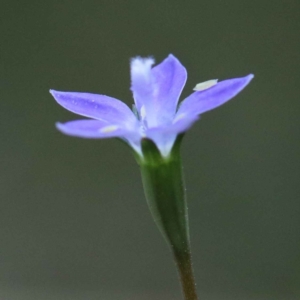 Wahlenbergia sp. at O'Connor, ACT - 12 Feb 2022 02:06 PM