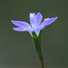 Wahlenbergia sp. (Bluebell) at Dryandra St Woodland - 12 Feb 2022 by ConBoekel