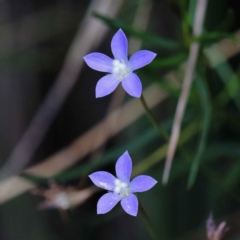 Wahlenbergia sp. at O'Connor, ACT - 12 Feb 2022 02:06 PM