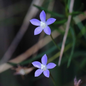 Wahlenbergia sp. at O'Connor, ACT - 12 Feb 2022