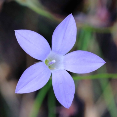 Wahlenbergia capillaris (Tufted Bluebell) at Dryandra St Woodland - 12 Feb 2022 by ConBoekel