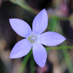 Wahlenbergia capillaris (Tufted Bluebell) at O'Connor, ACT - 12 Feb 2022 by ConBoekel